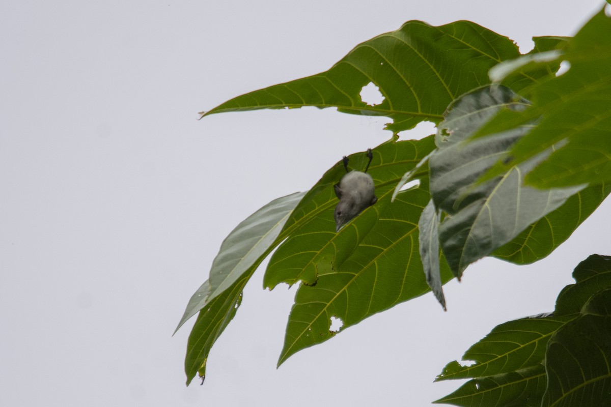 Pohnpei White-eye - ML618718180