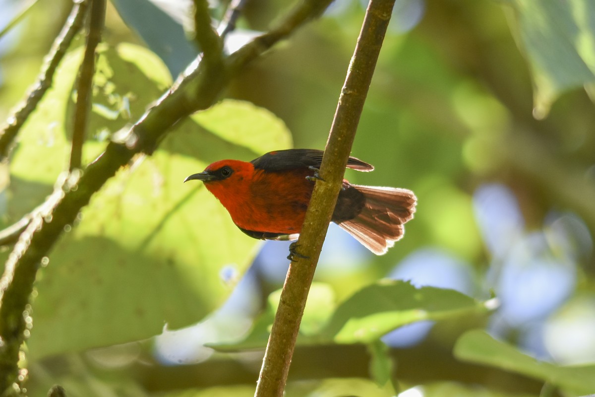 Micronesian Myzomela - ML618718203