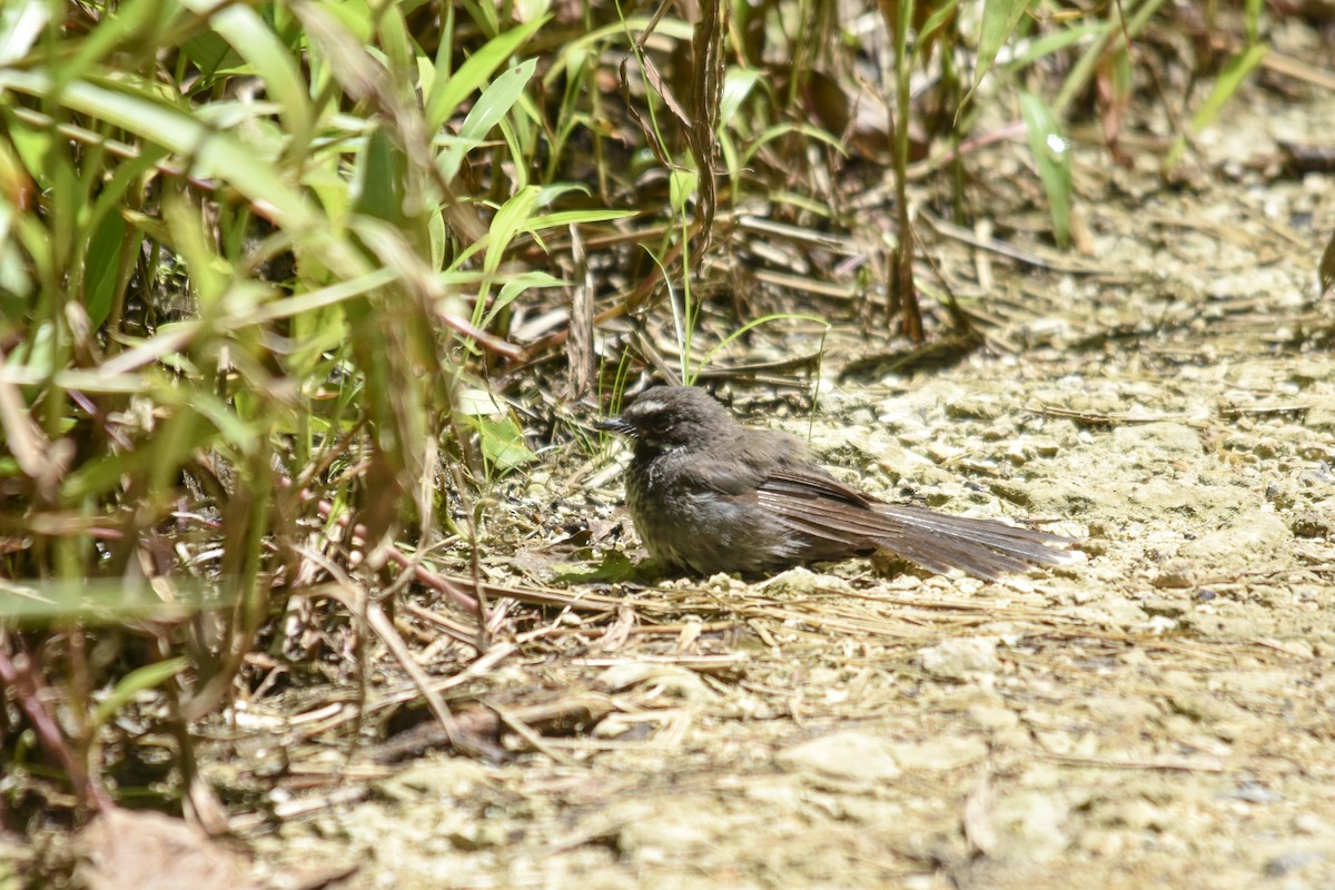 Pohnpei Fantail - ML618718206