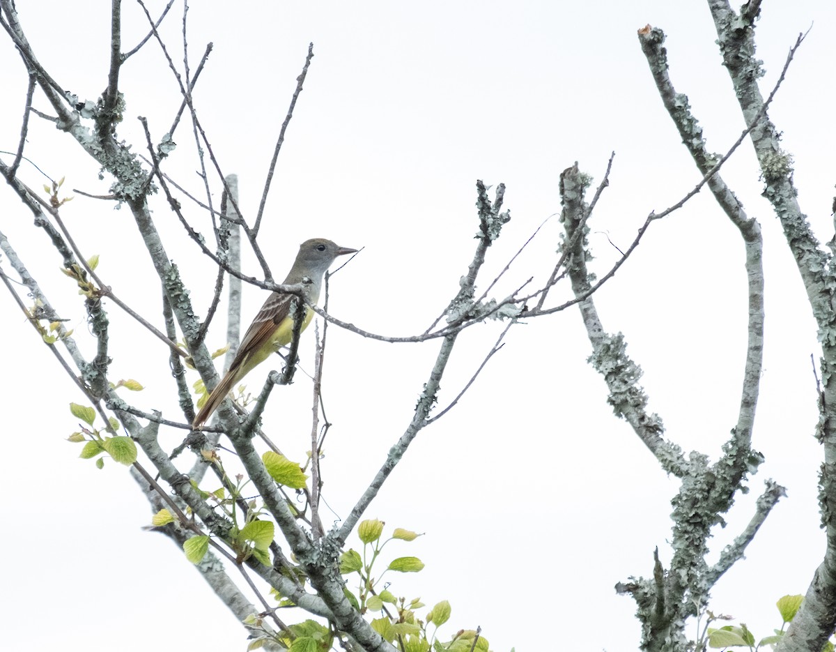 Great Crested Flycatcher - ML618718209