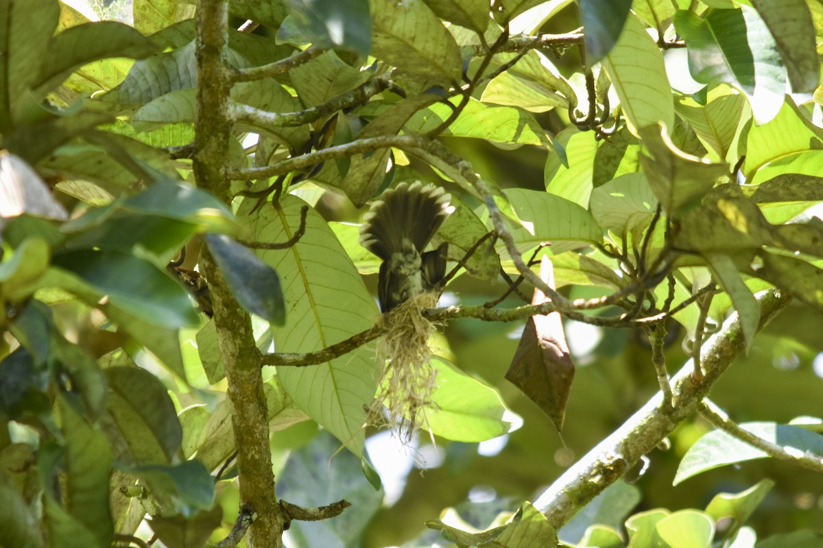 Pohnpei Fantail - ML618718212