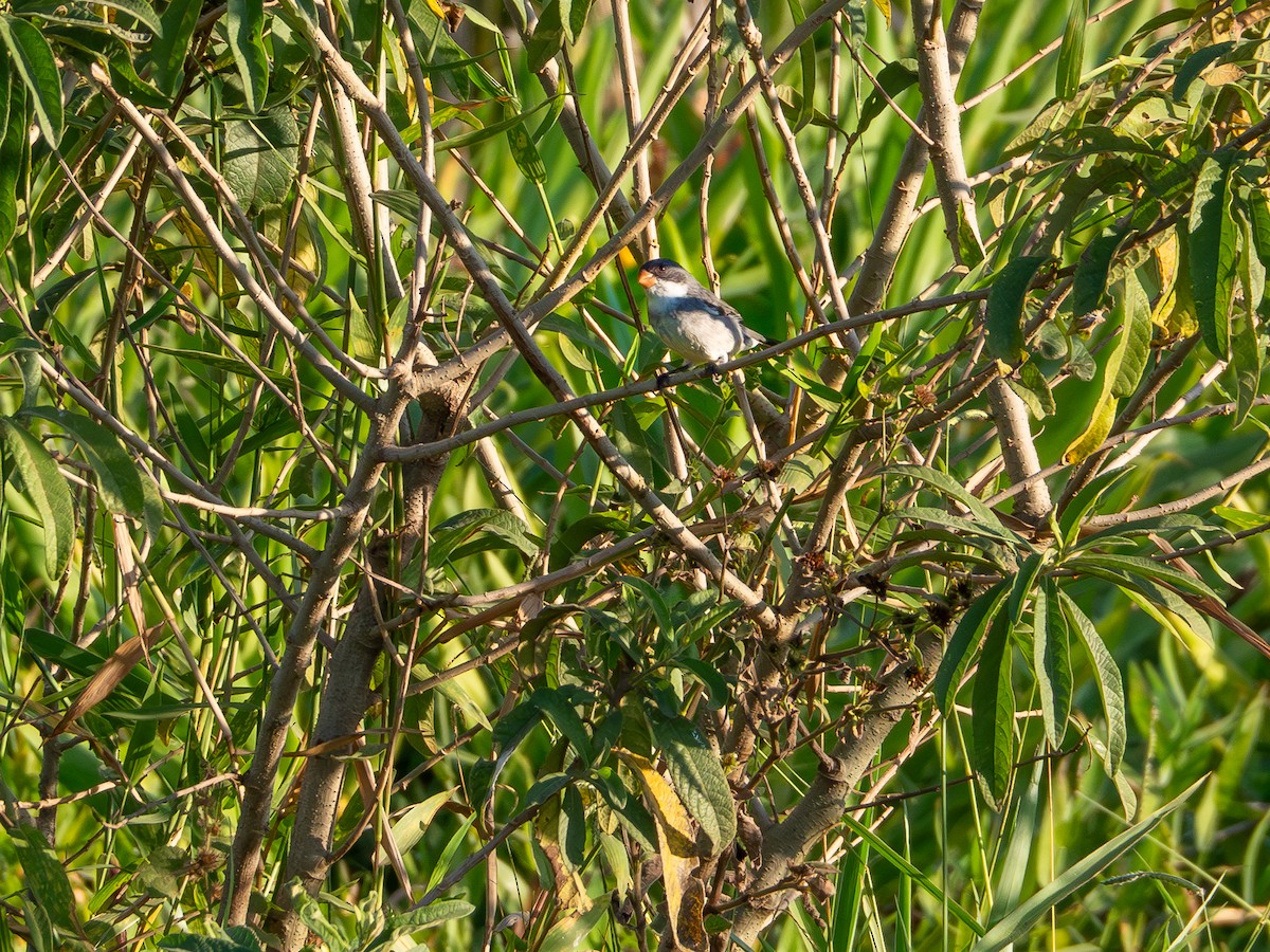 White-bellied Seedeater - Vitor Rolf Laubé