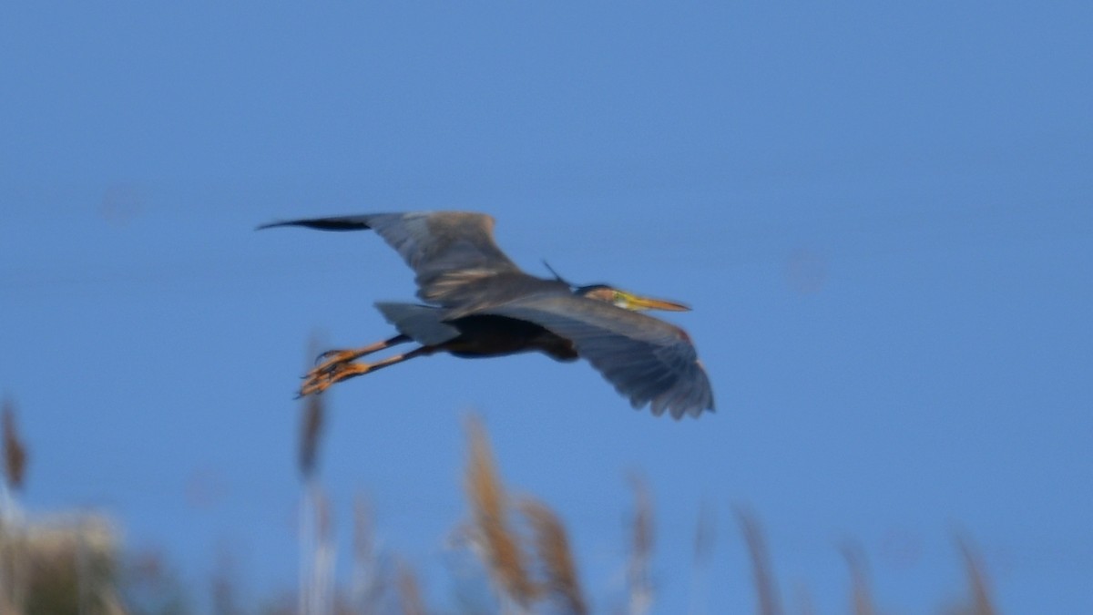 Purple Heron - ML618718237