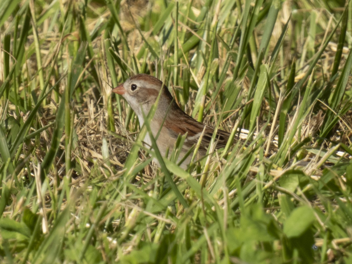 Field Sparrow - P W