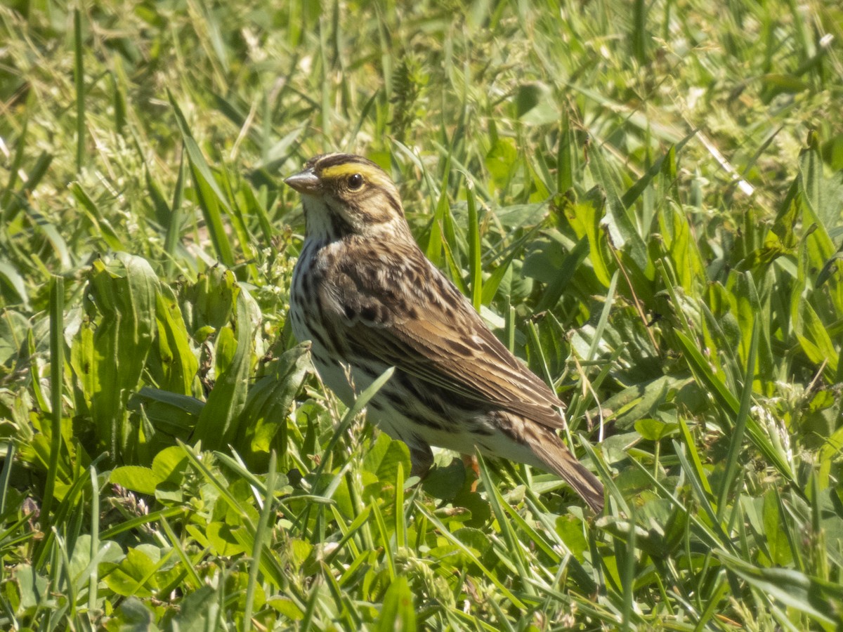 Savannah Sparrow - ML618718257