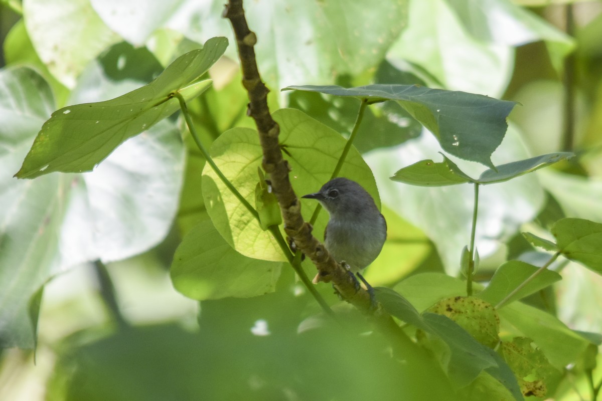 Zostérops gris-brun - ML618718260