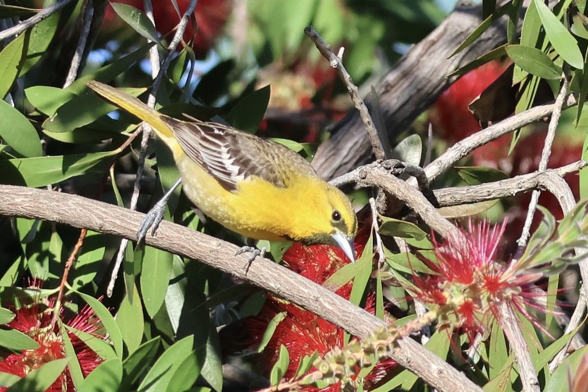 Bullock's Oriole - ML618718261