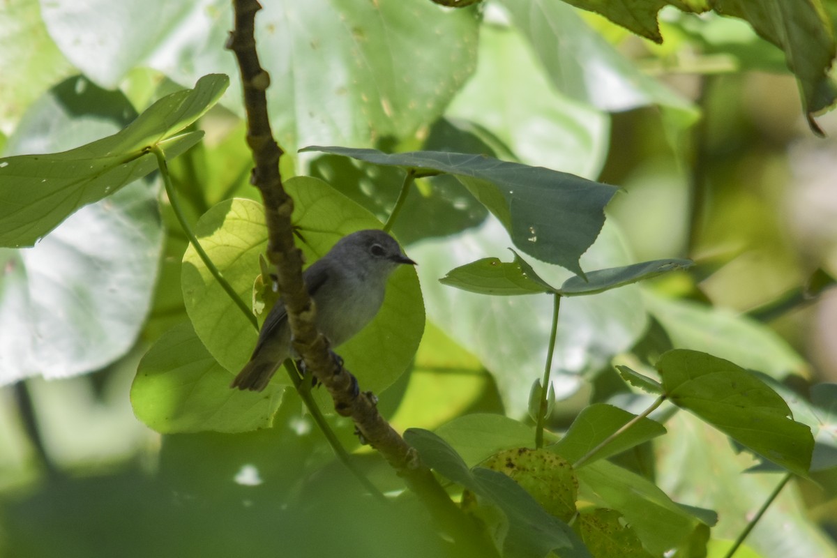 Pohnpei White-eye - ML618718262