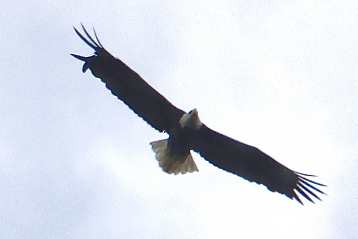 Bald Eagle - ML618718271