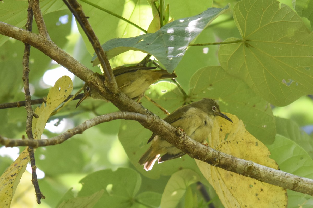 Long-billed White-eye - ML618718287