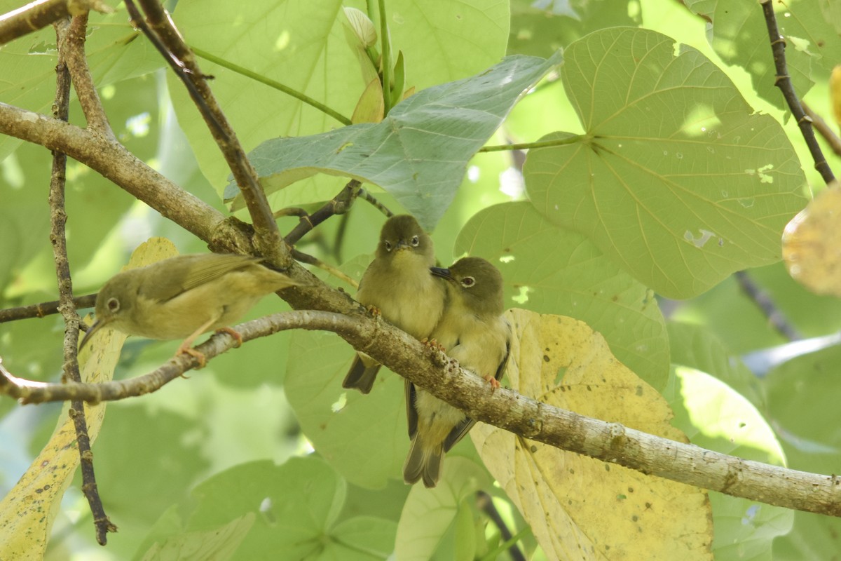 Long-billed White-eye - Rachael Kaiser