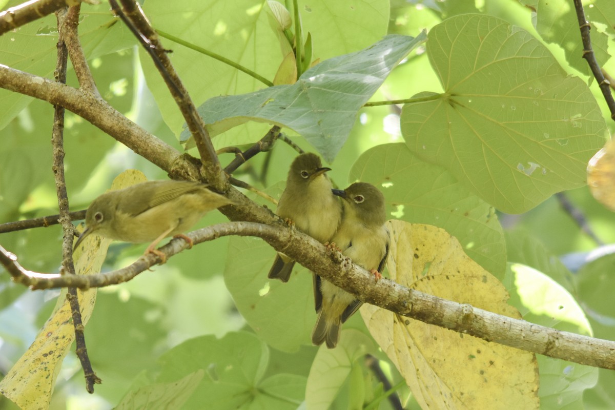 Long-billed White-eye - Rachael Kaiser