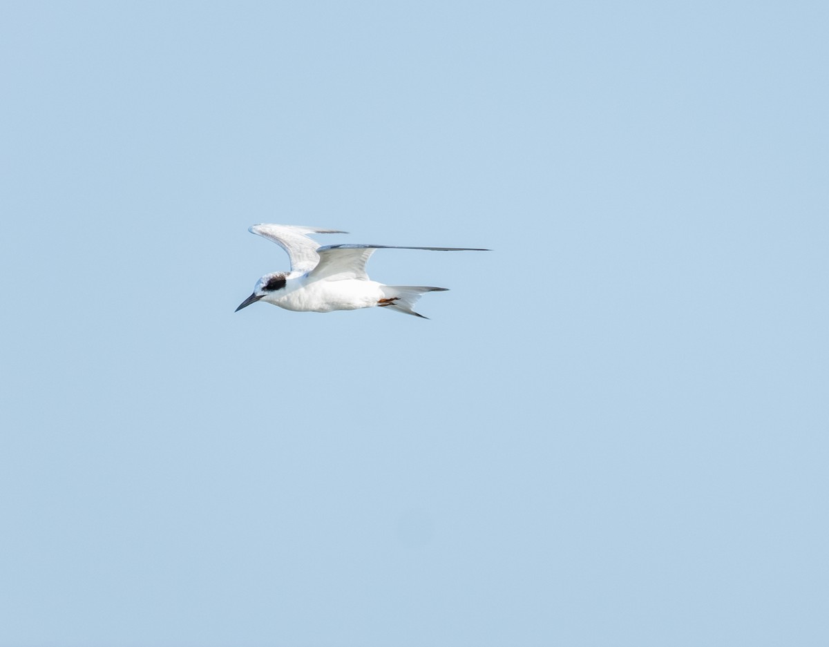 Forster's Tern - ML618718310