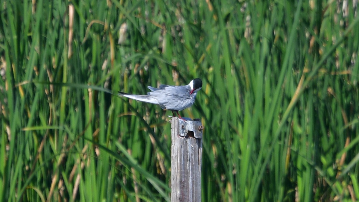 Whiskered Tern - ML618718311