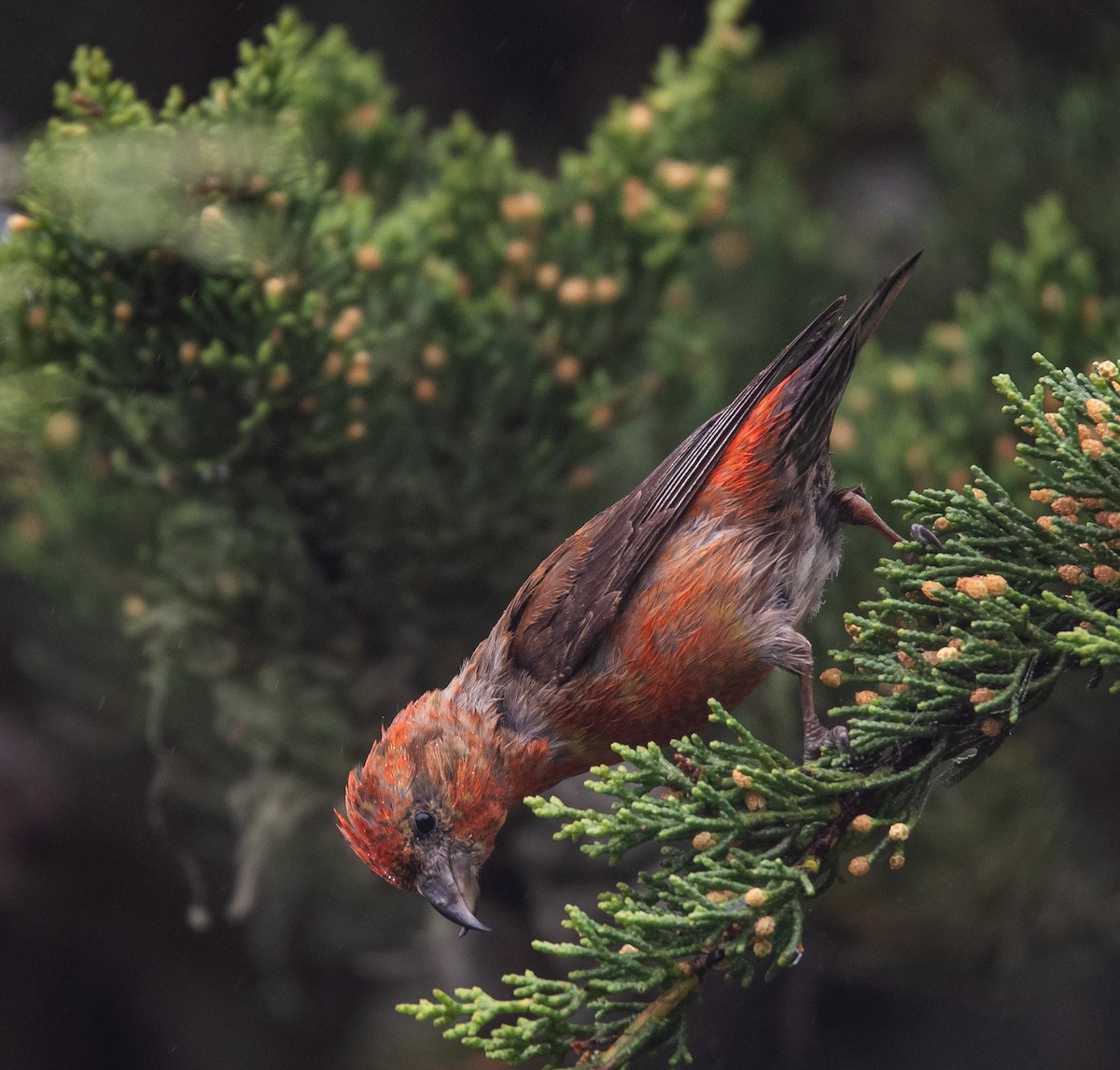 Red Crossbill - ML618718327