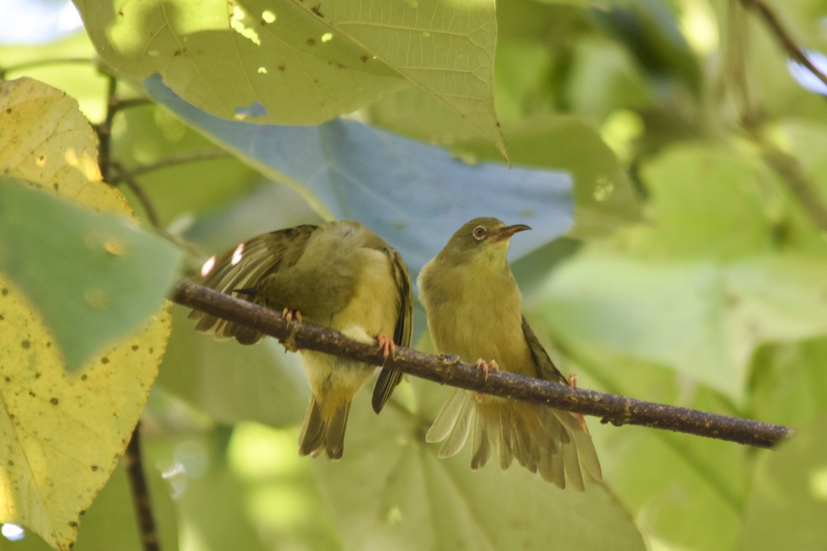 Long-billed White-eye - ML618718329