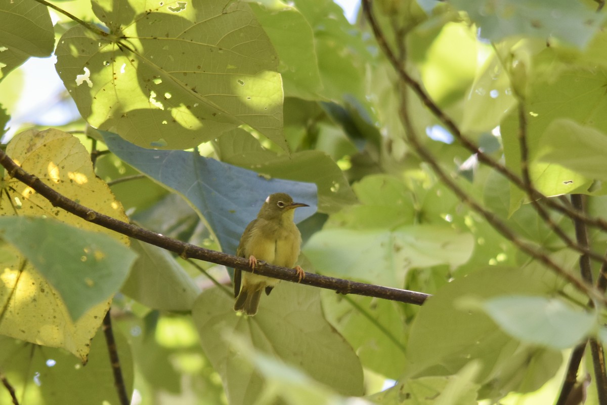 Long-billed White-eye - ML618718331