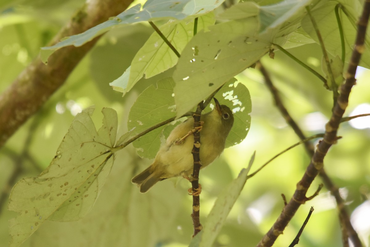 Long-billed White-eye - ML618718335