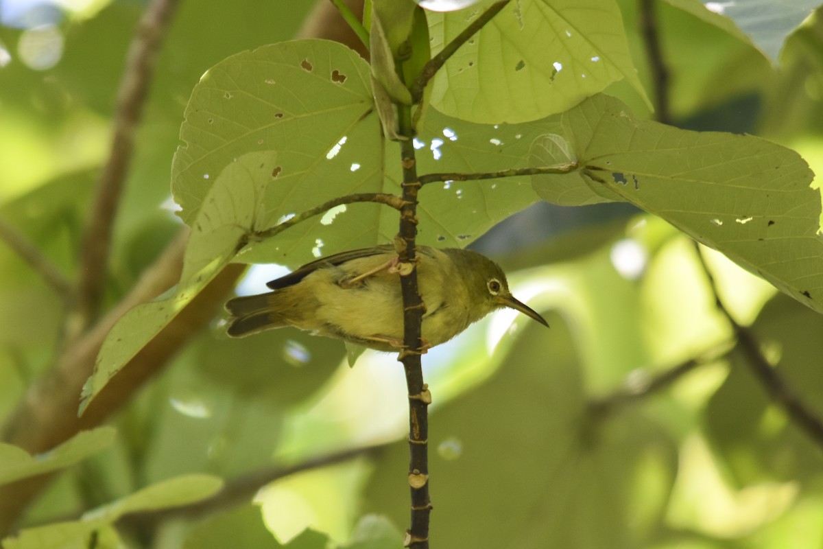 Long-billed White-eye - ML618718338