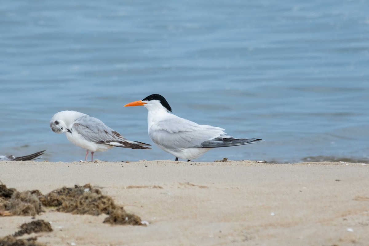 Royal Tern - ML618718344