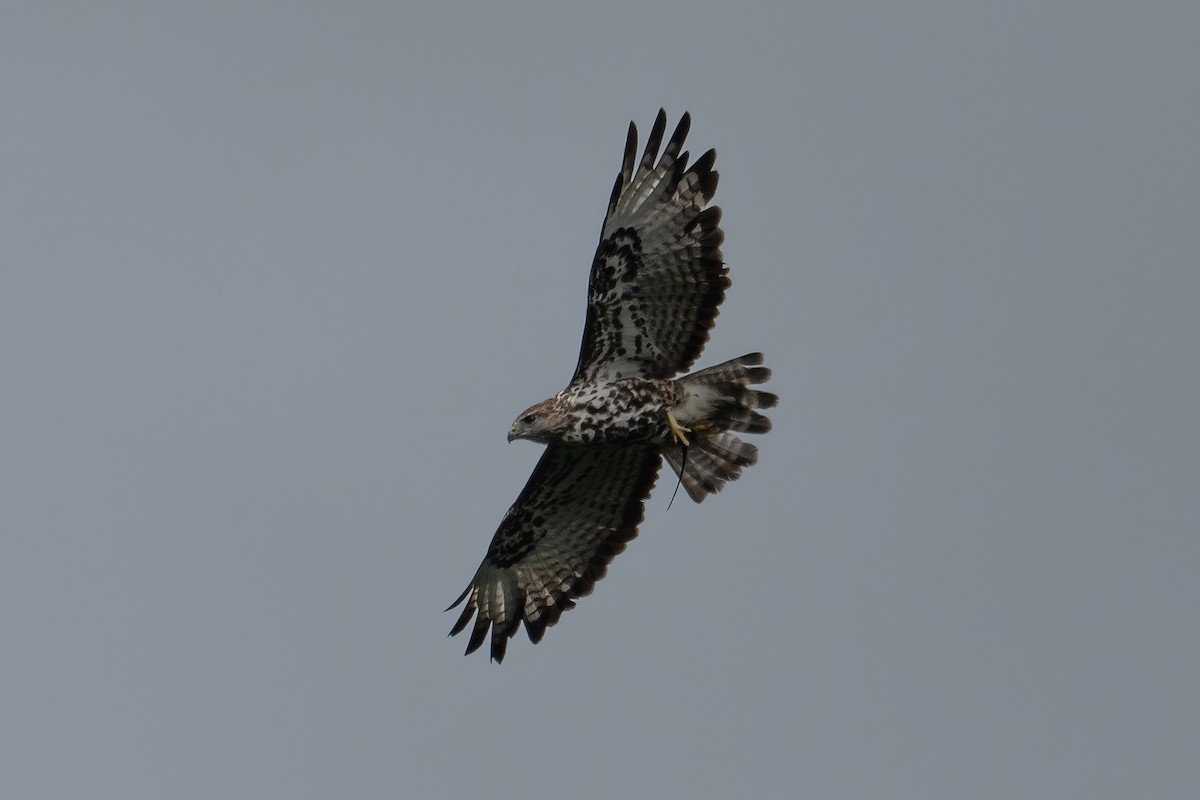 Mountain Buzzard - ML618718355