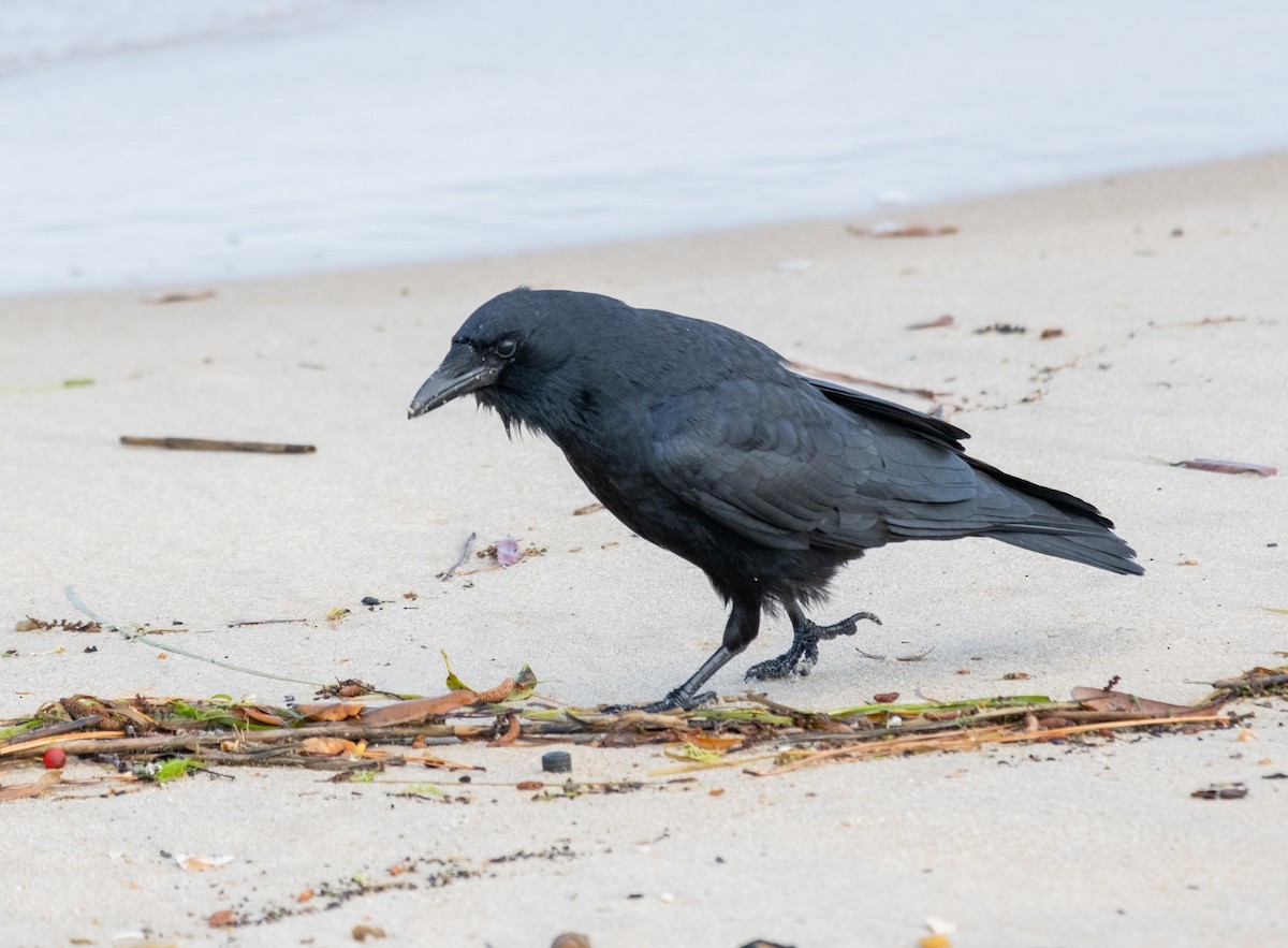 American Crow - ML618718372