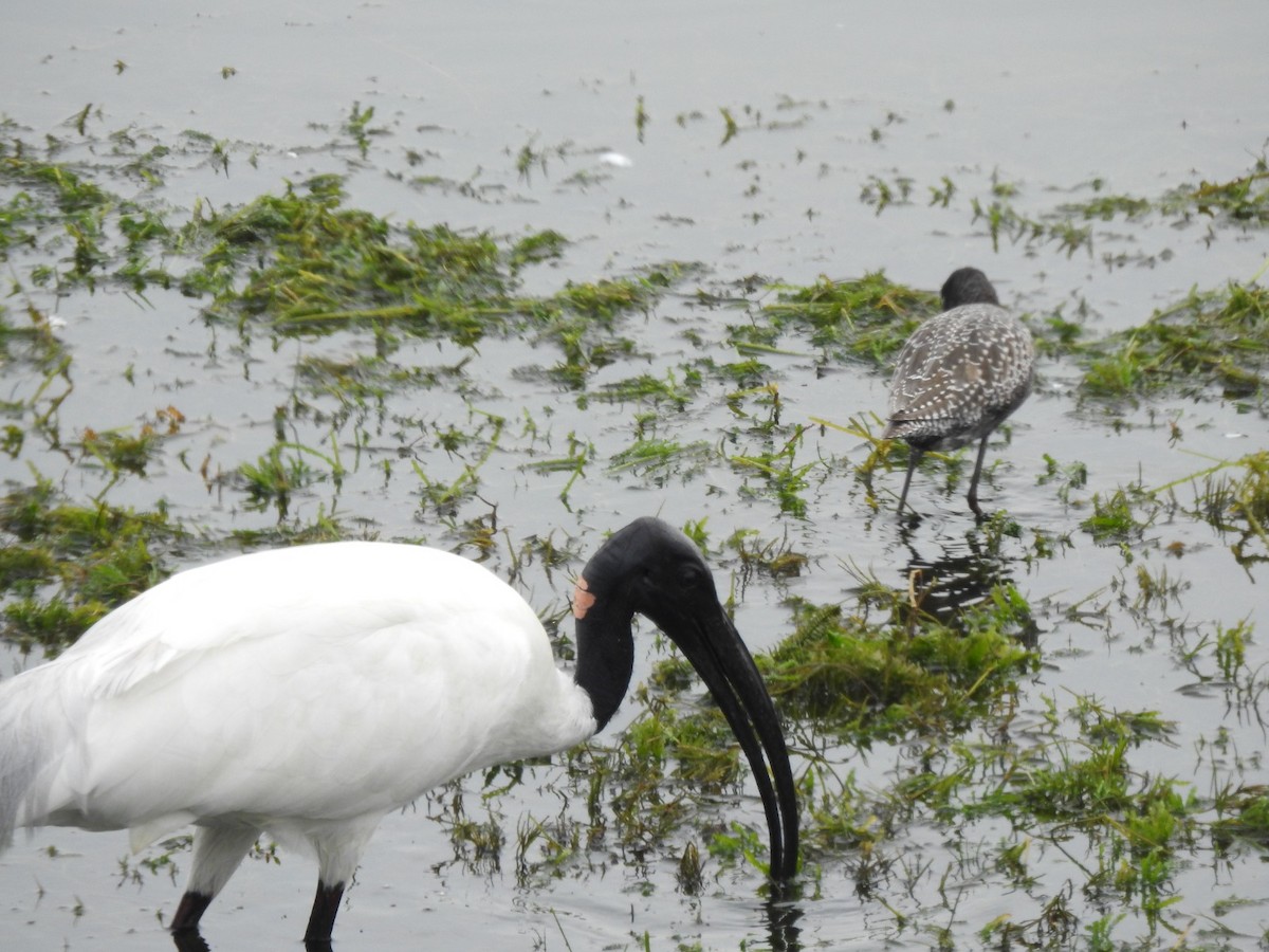 Black-headed Ibis - ML618718378