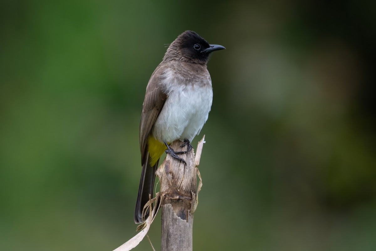 Bulbul des jardins - ML618718387