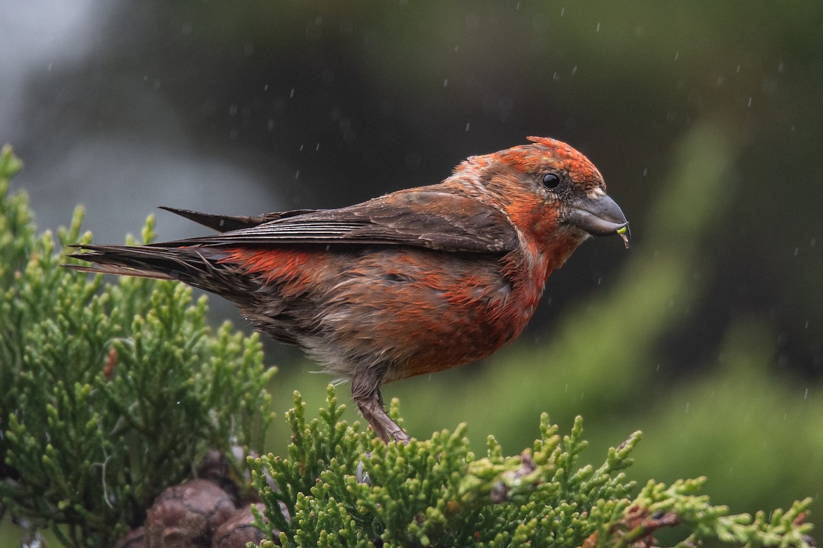 Red Crossbill - ML618718388