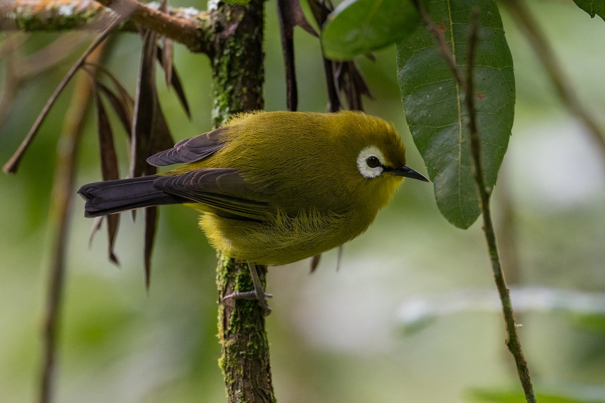 Kilimanjaro White-eye - Alex and Julia 🦜