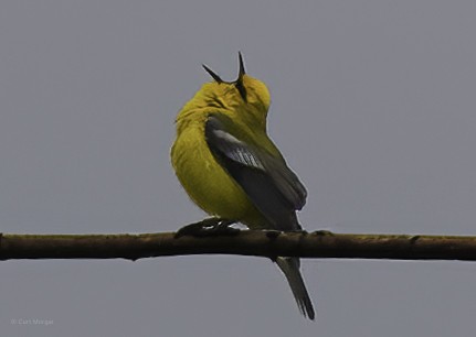 Blue-winged Warbler - Curt Morgan