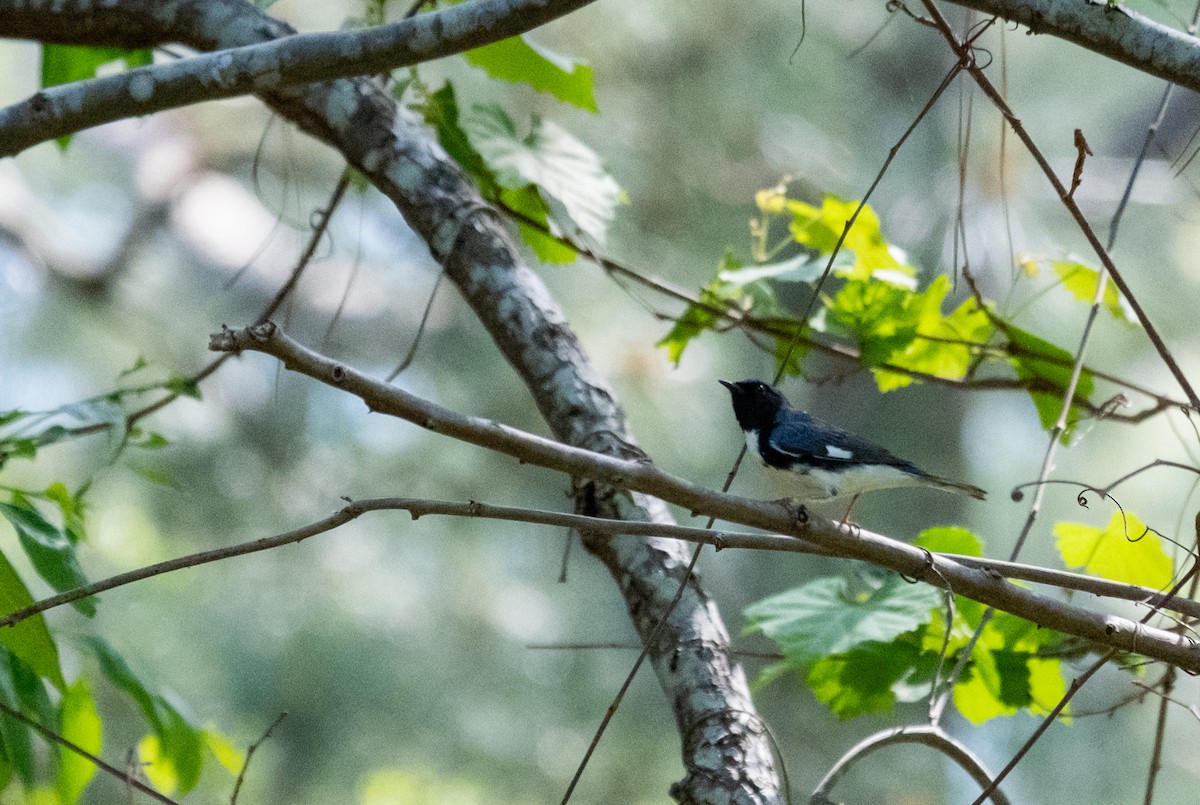 Black-throated Blue Warbler - Elena Bersani