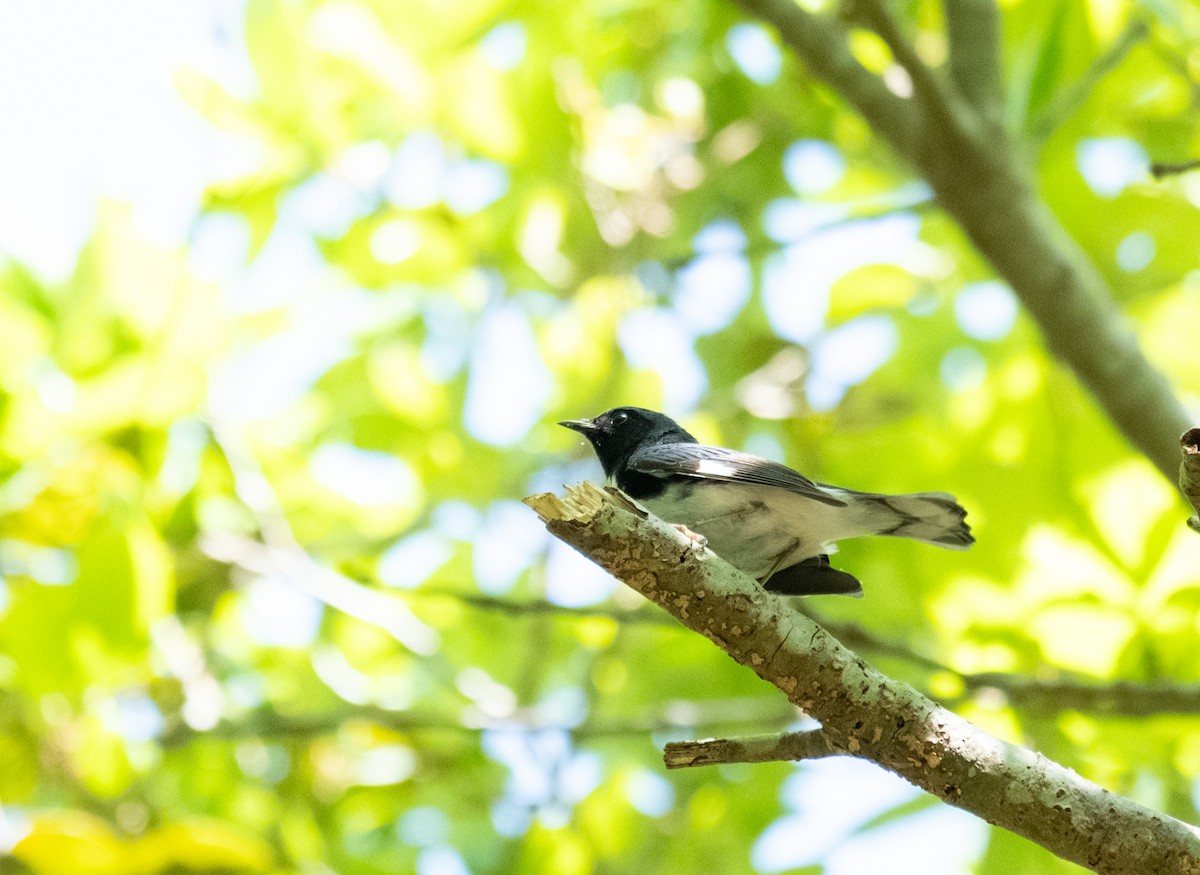 Black-throated Blue Warbler - Elena Bersani