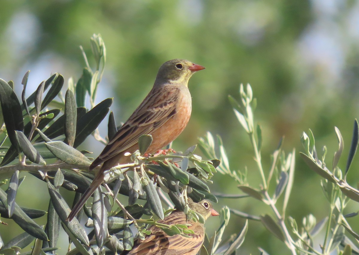 Ortolan Bunting - ML618718417