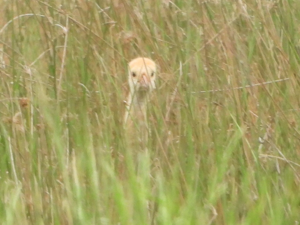 Sandhill Crane - Bob Lane