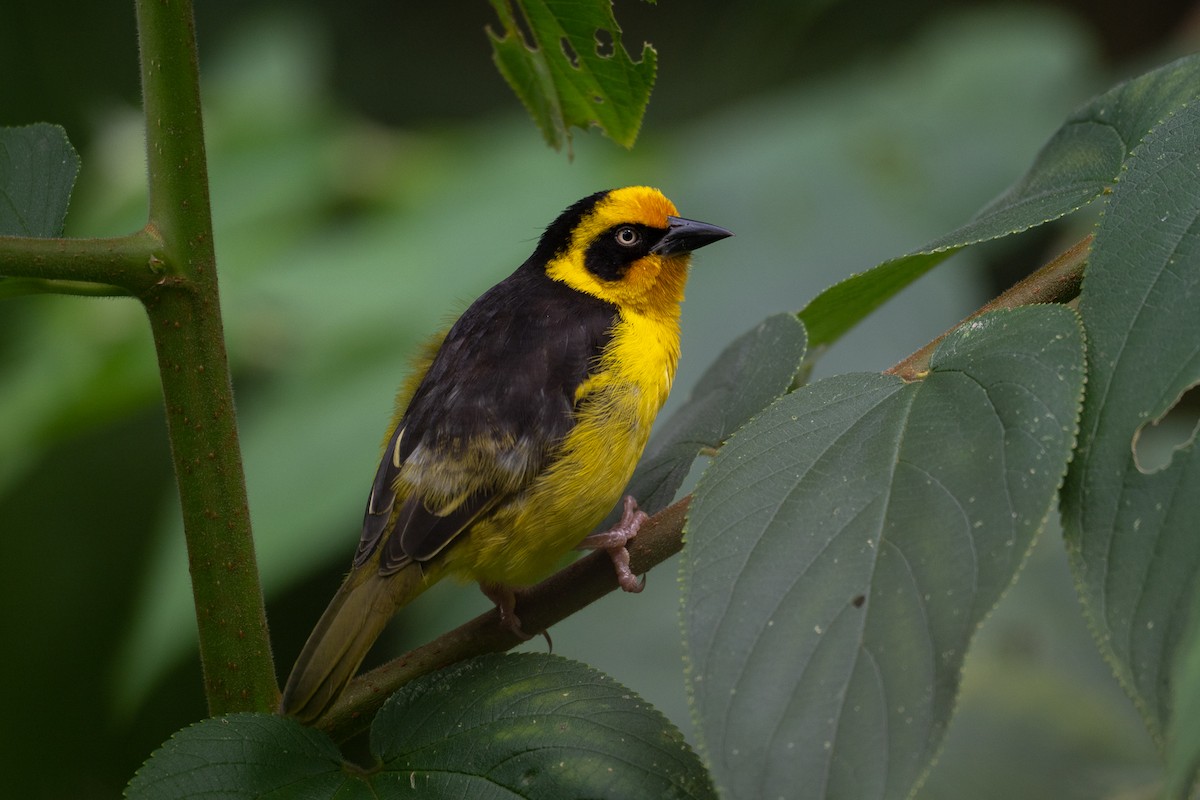 Baglafecht Weaver - Alex and Julia 🦜