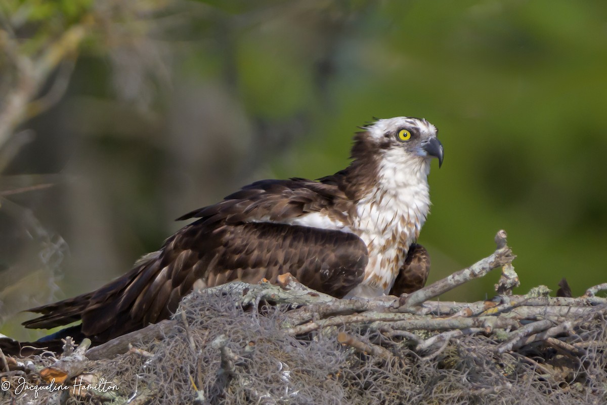 Osprey - Jacqueline Hamilton