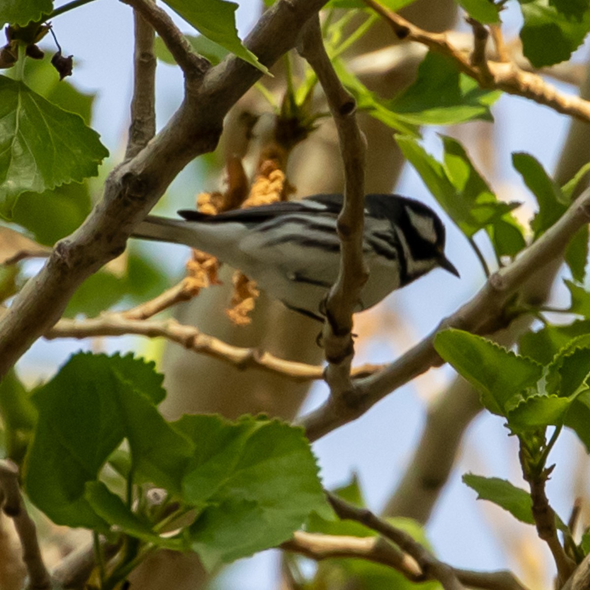 Black-throated Gray Warbler - Nelson Wilhite