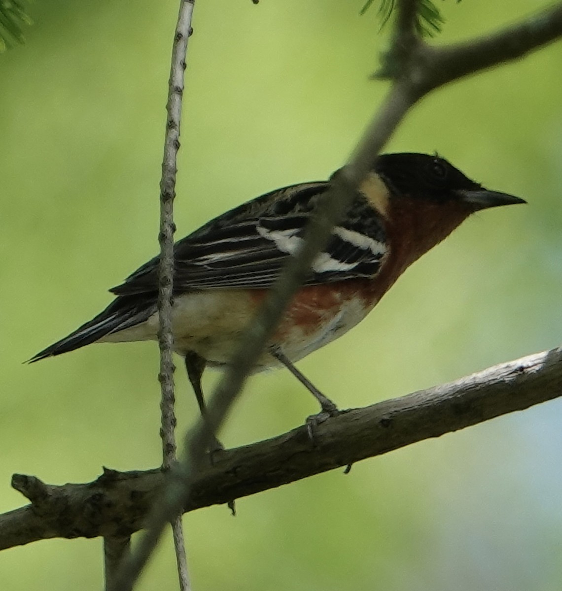 Bay-breasted Warbler - ML618718514