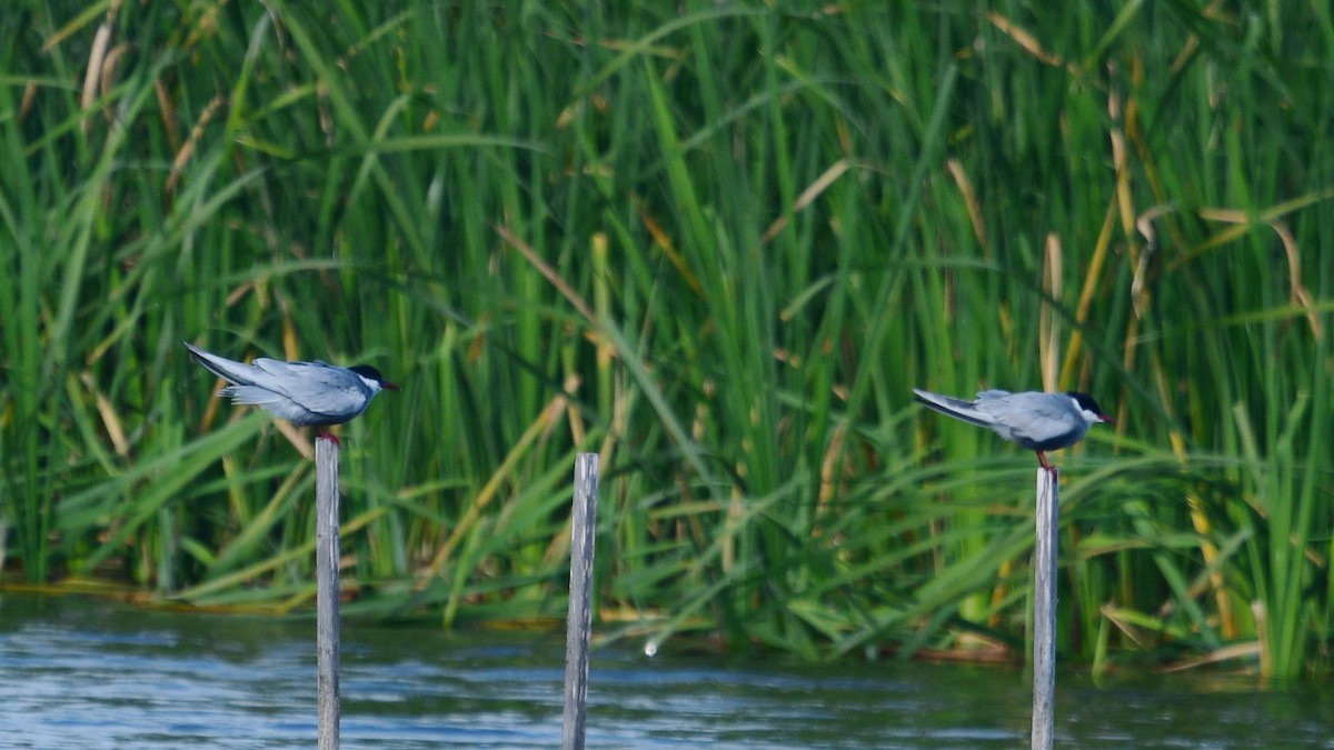 Whiskered Tern - Carl Winstead