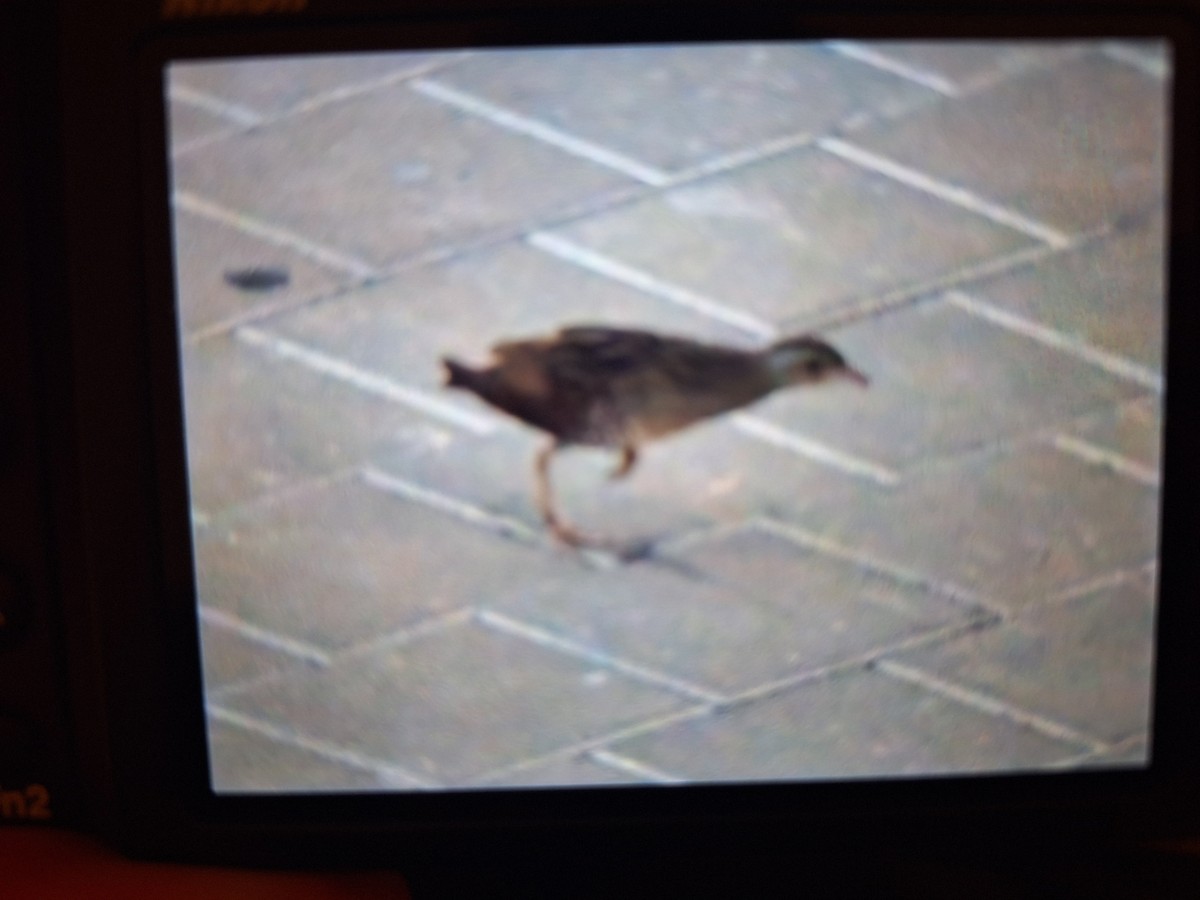 Corn Crake - ML618718519