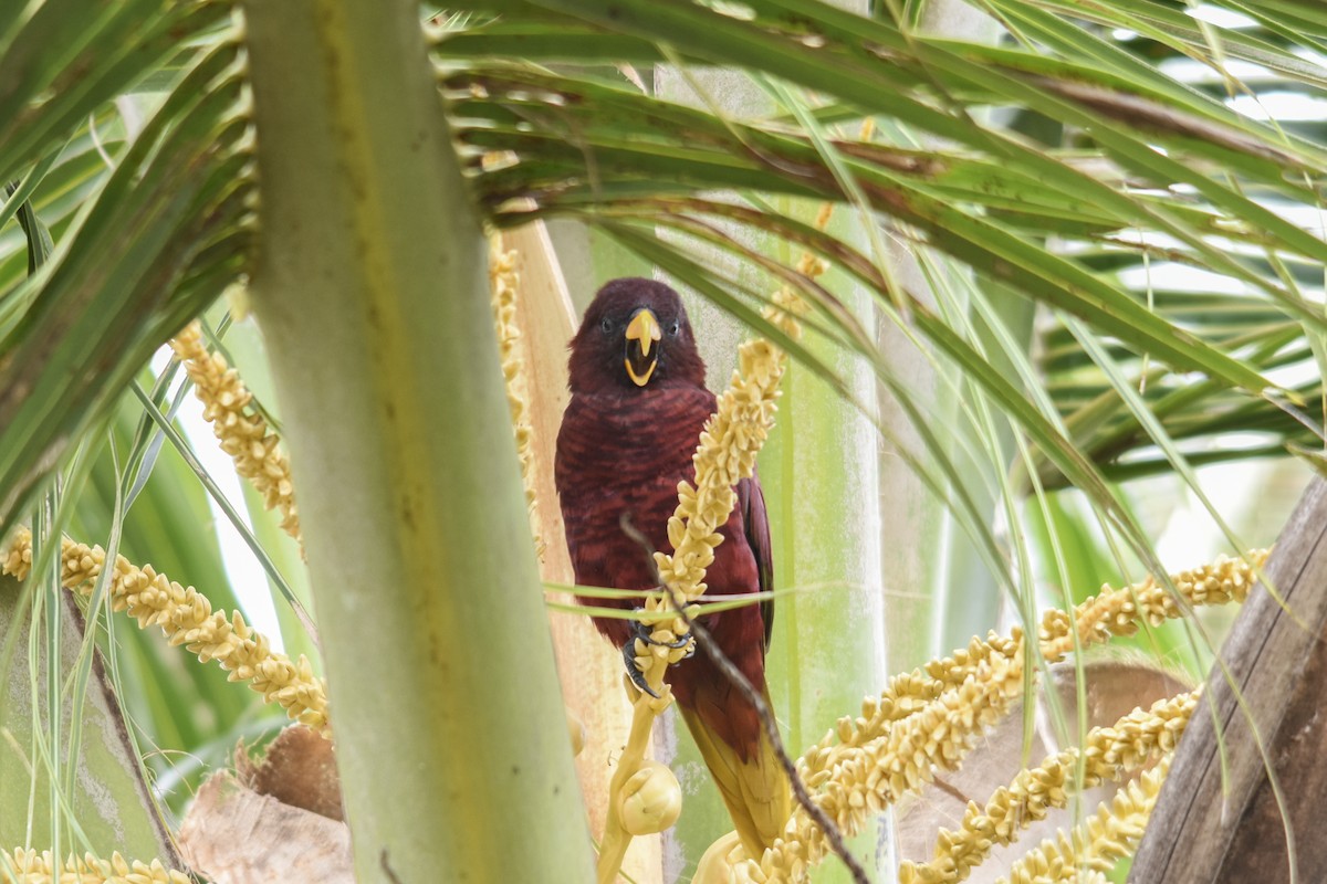 Pohnpei Loriketi - ML618718520