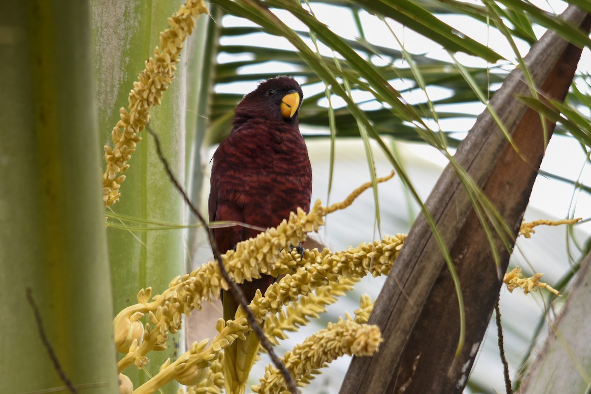 Pohnpei Lorikeet - ML618718521