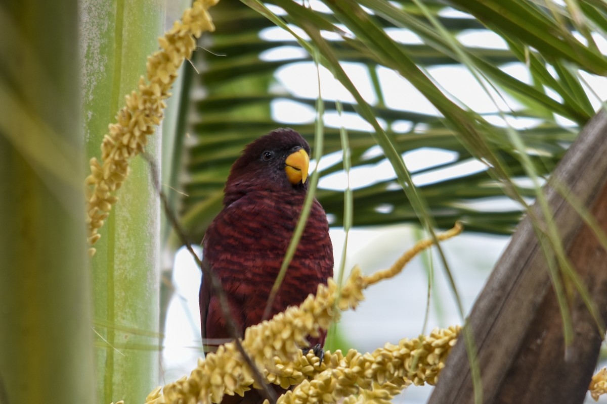 Pohnpei Lorikeet - Rachael Kaiser