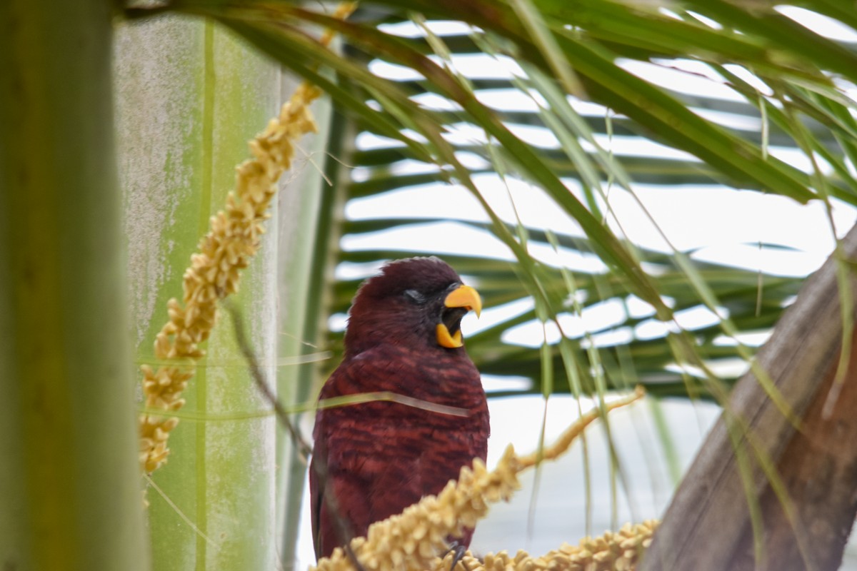 Pohnpei Lorikeet - ML618718526