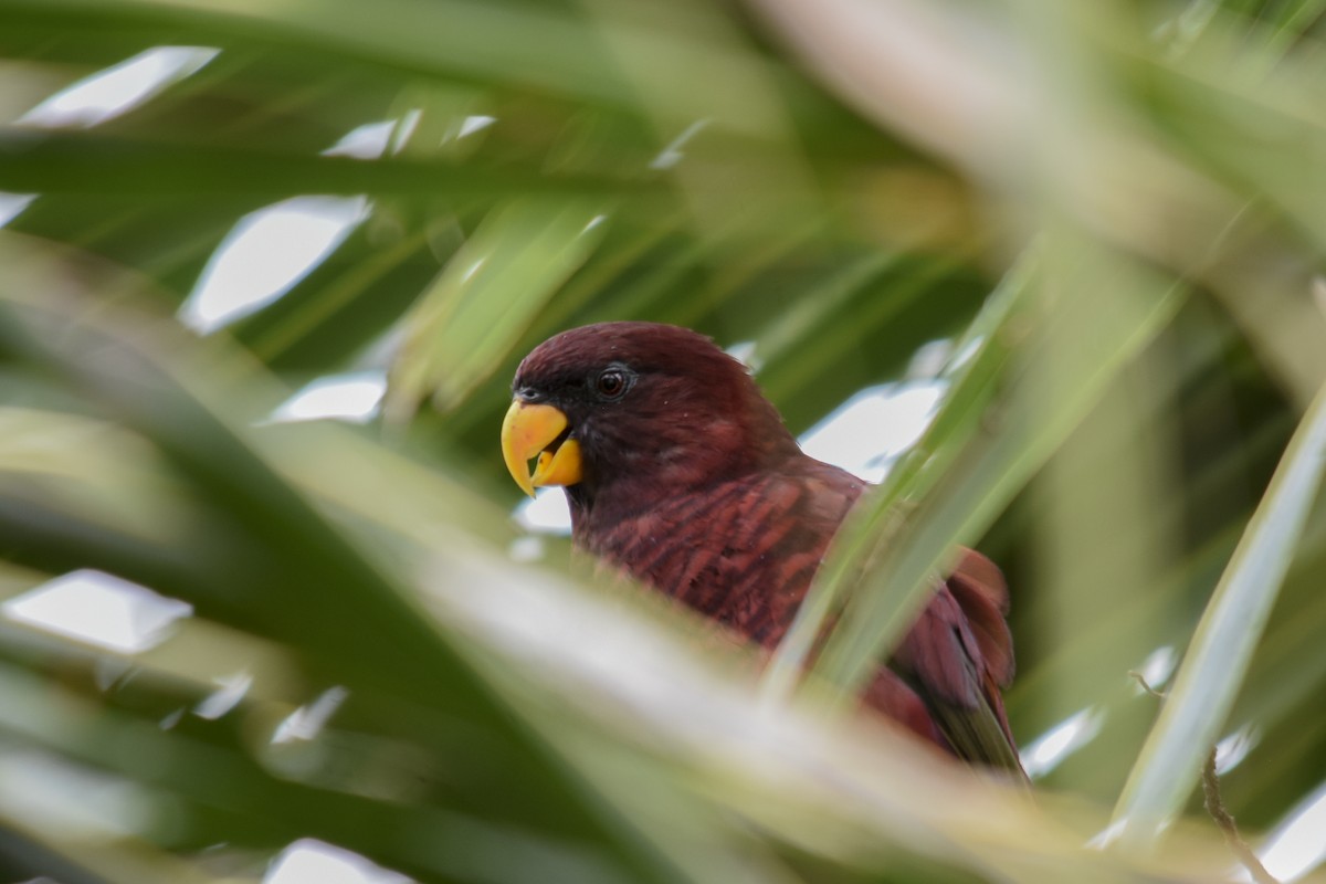 Pohnpei Loriketi - ML618718528