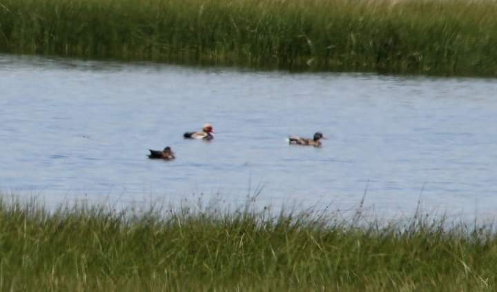 Fistione turco - ML618718548