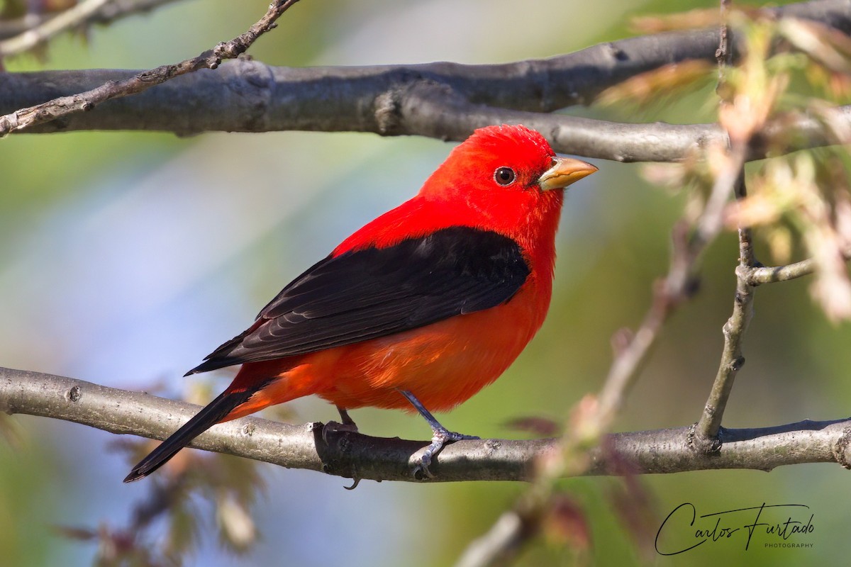 Scarlet Tanager - ML618718560