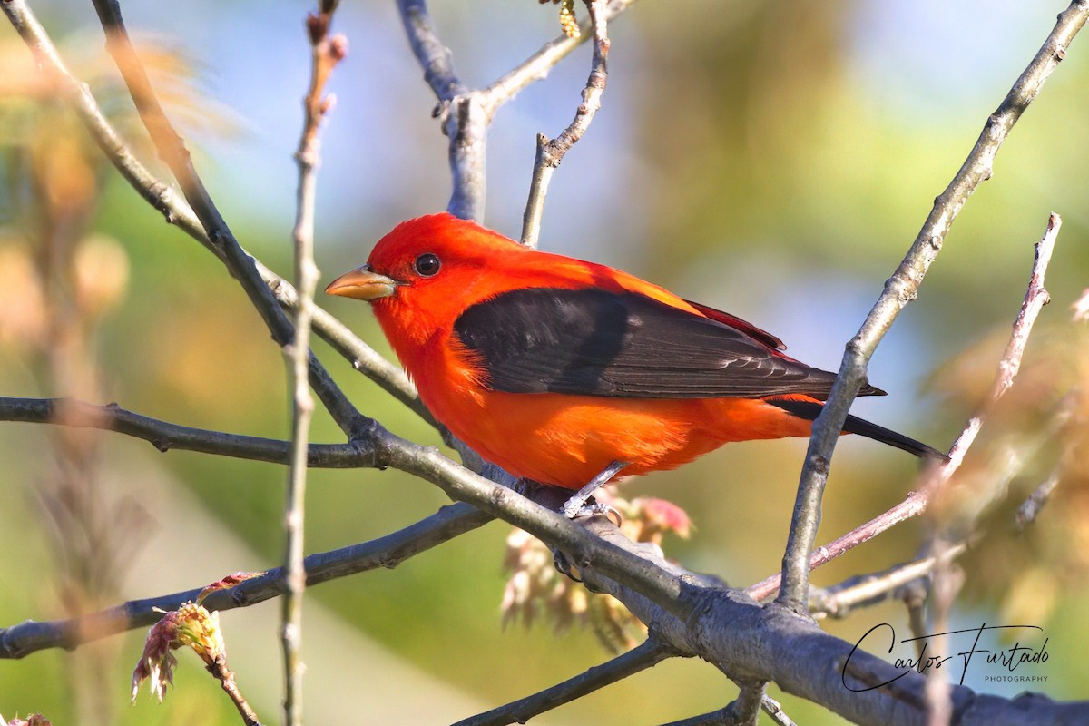 Scarlet Tanager - ML618718561