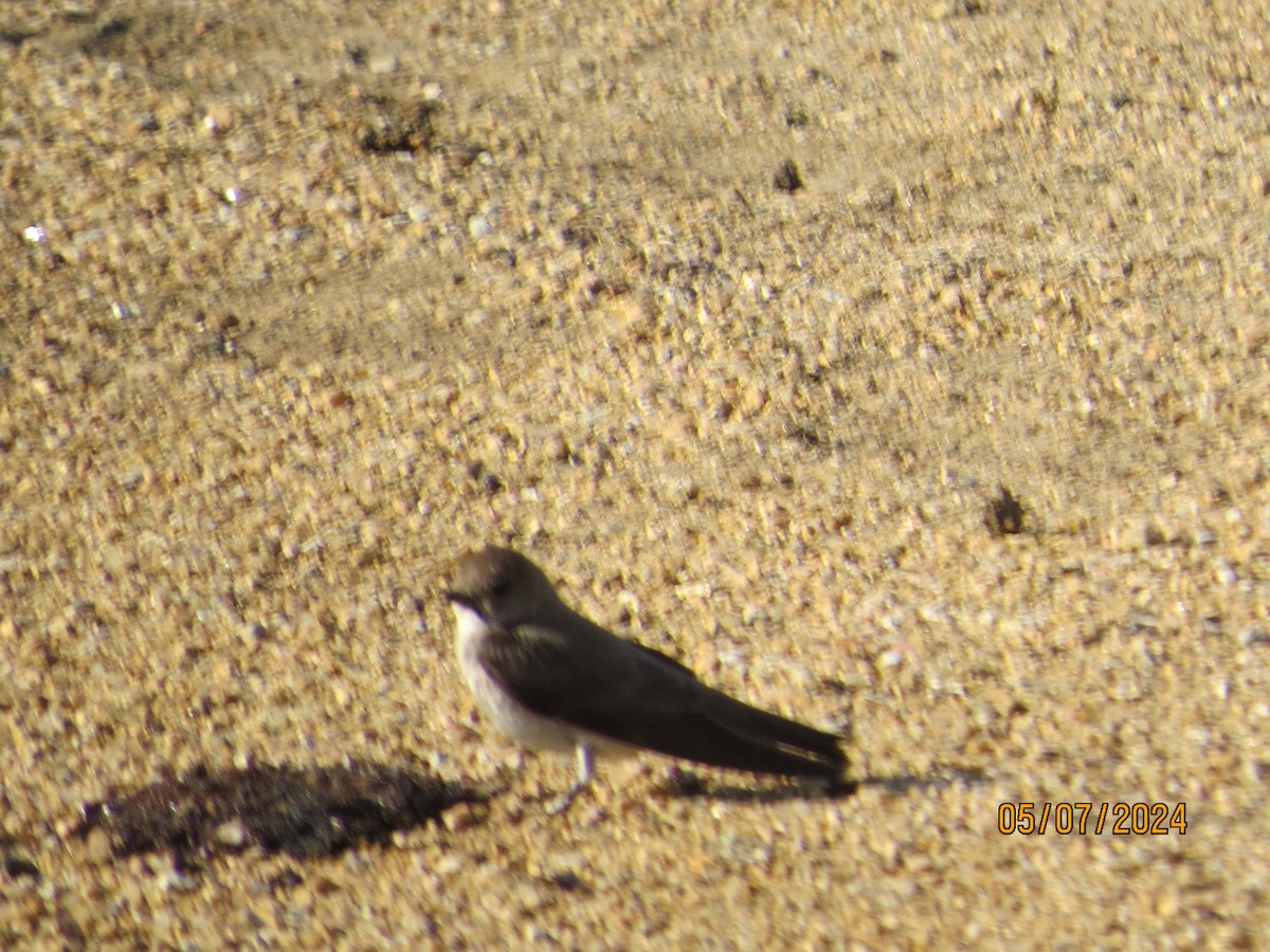Northern Rough-winged Swallow - JOHN KIRK